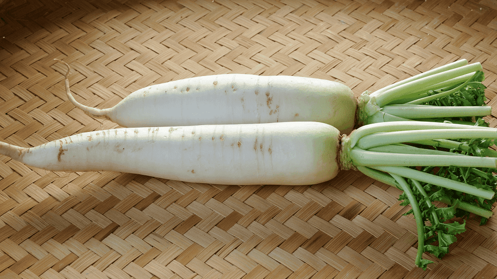 Daikon Radish