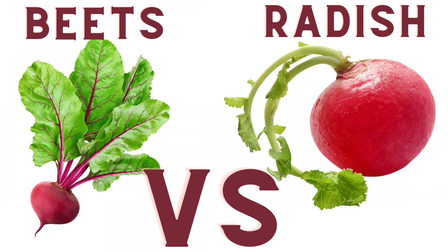 The Differences Between Radish and Beets Everything Radish