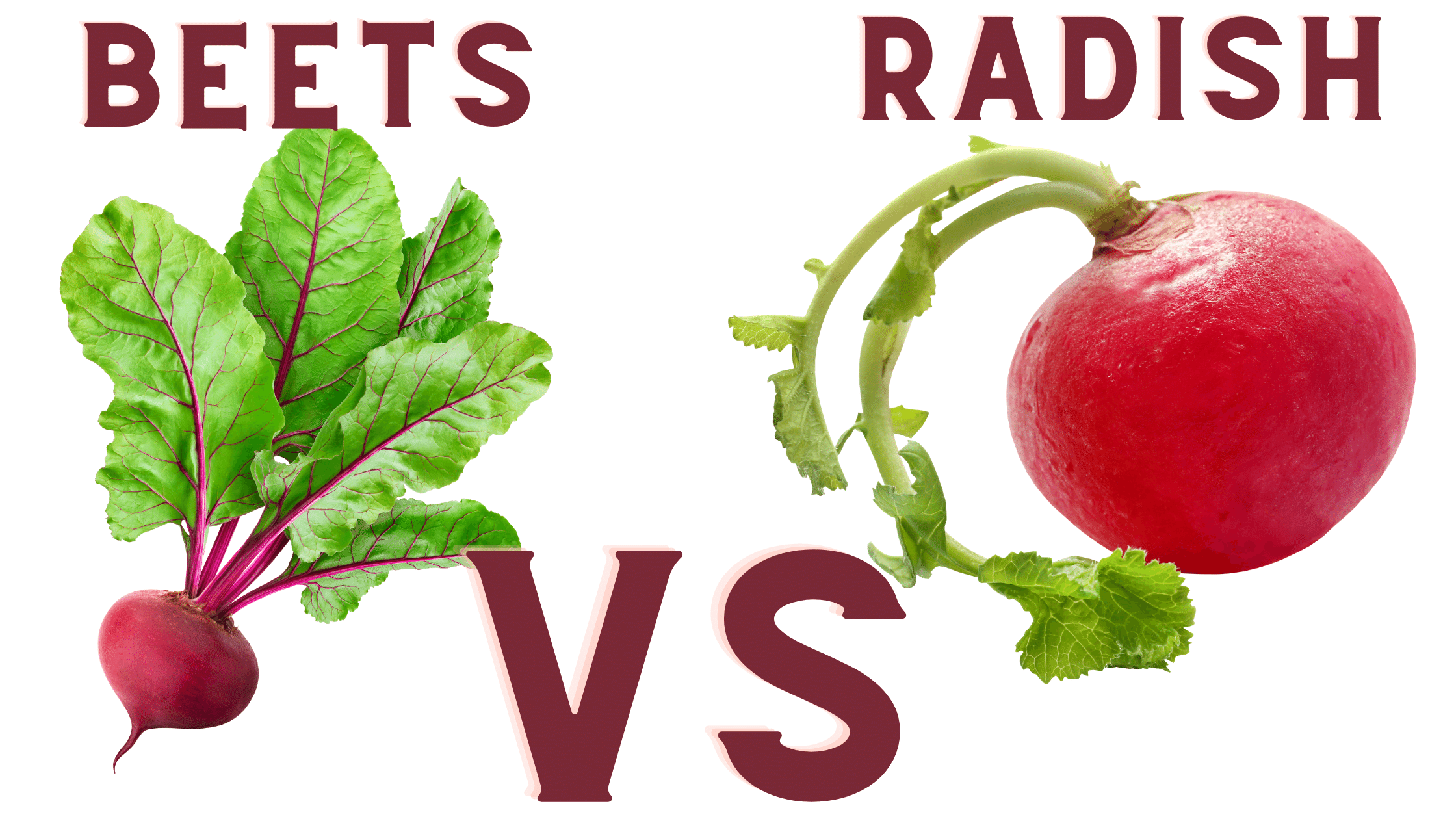 Image of Radish and beet plant growing next to each other