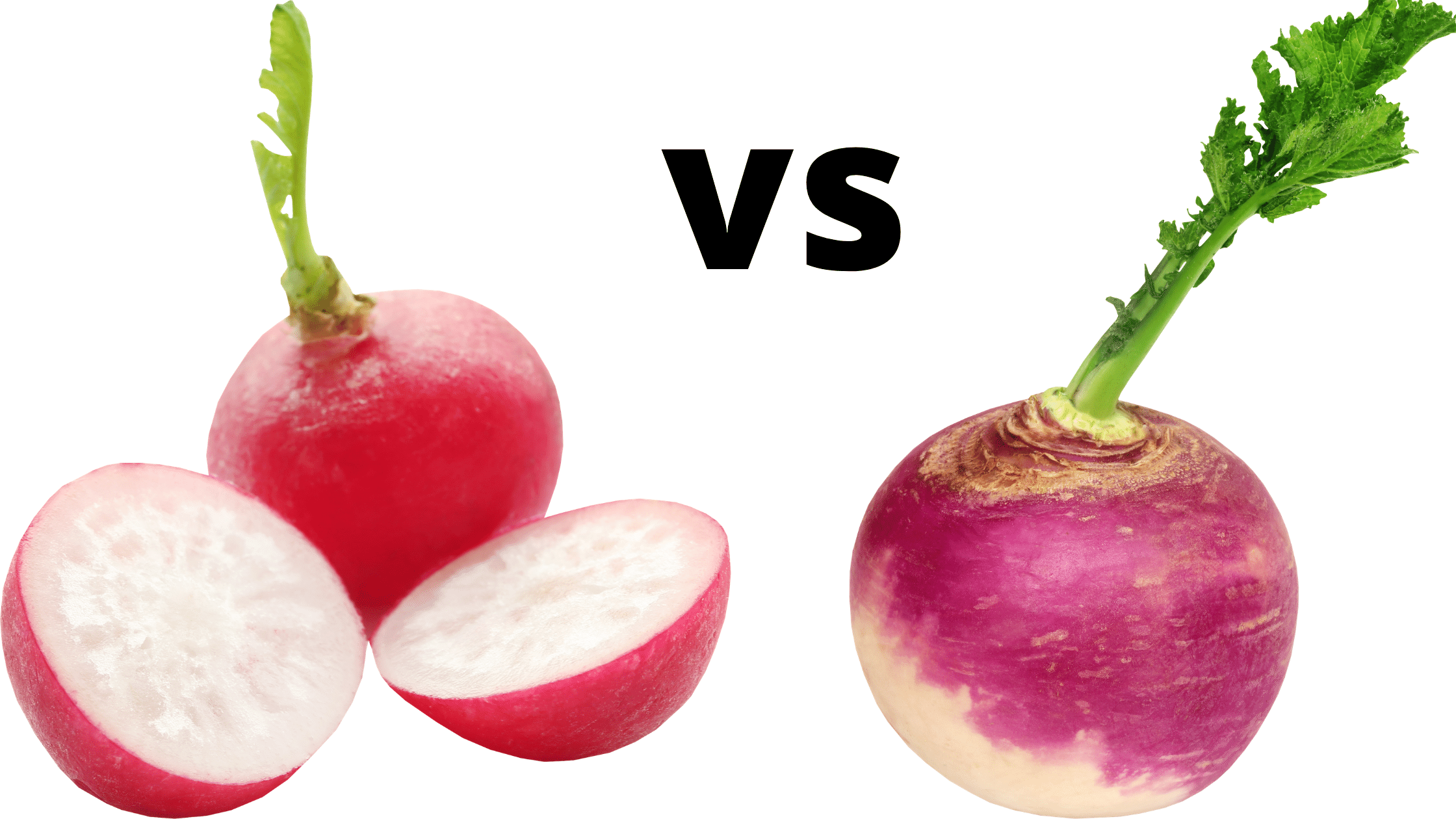 Radish Vs Turnip