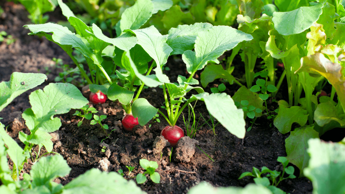 how to grow radish