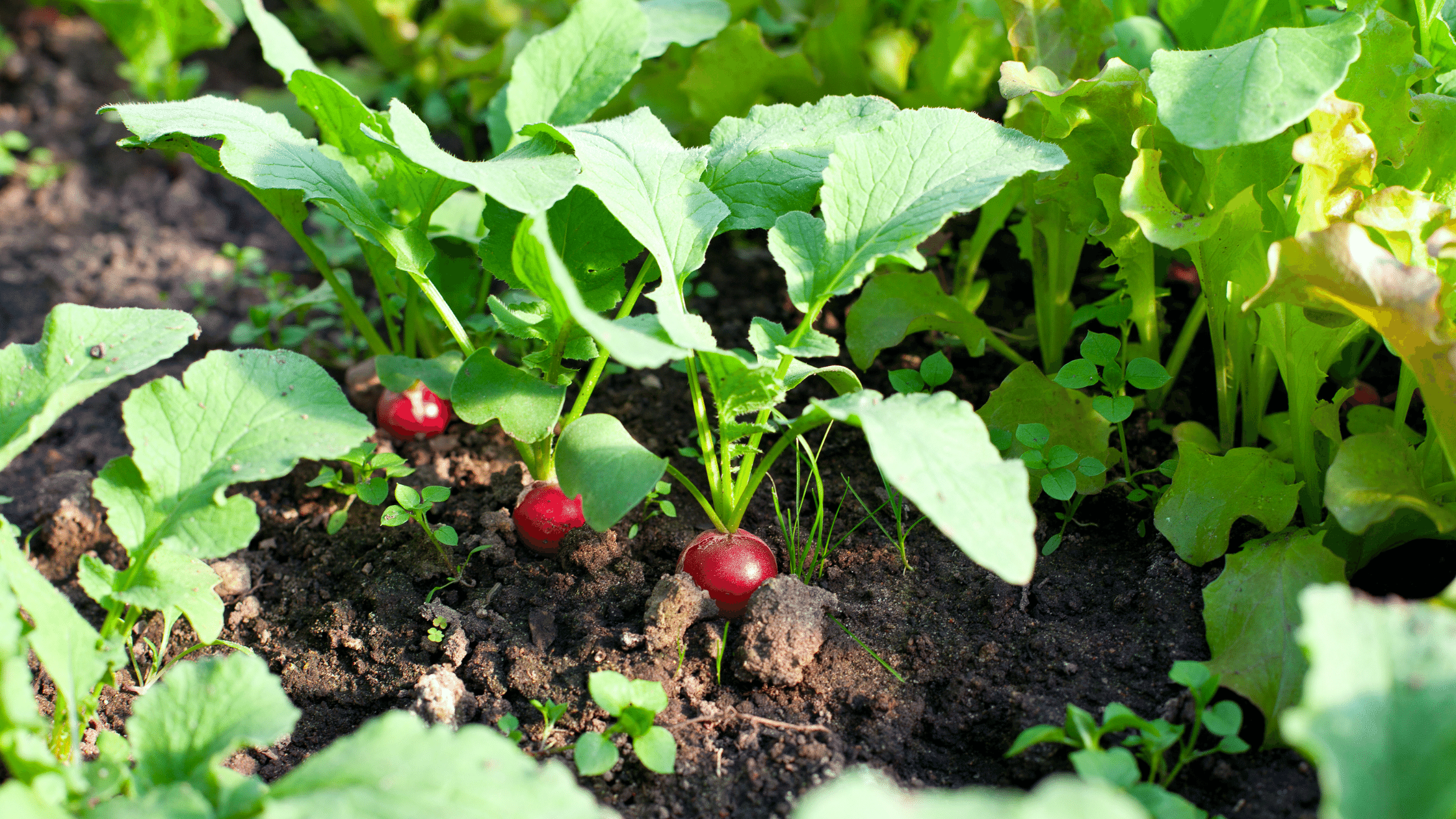 When to plant radish seeds Idea