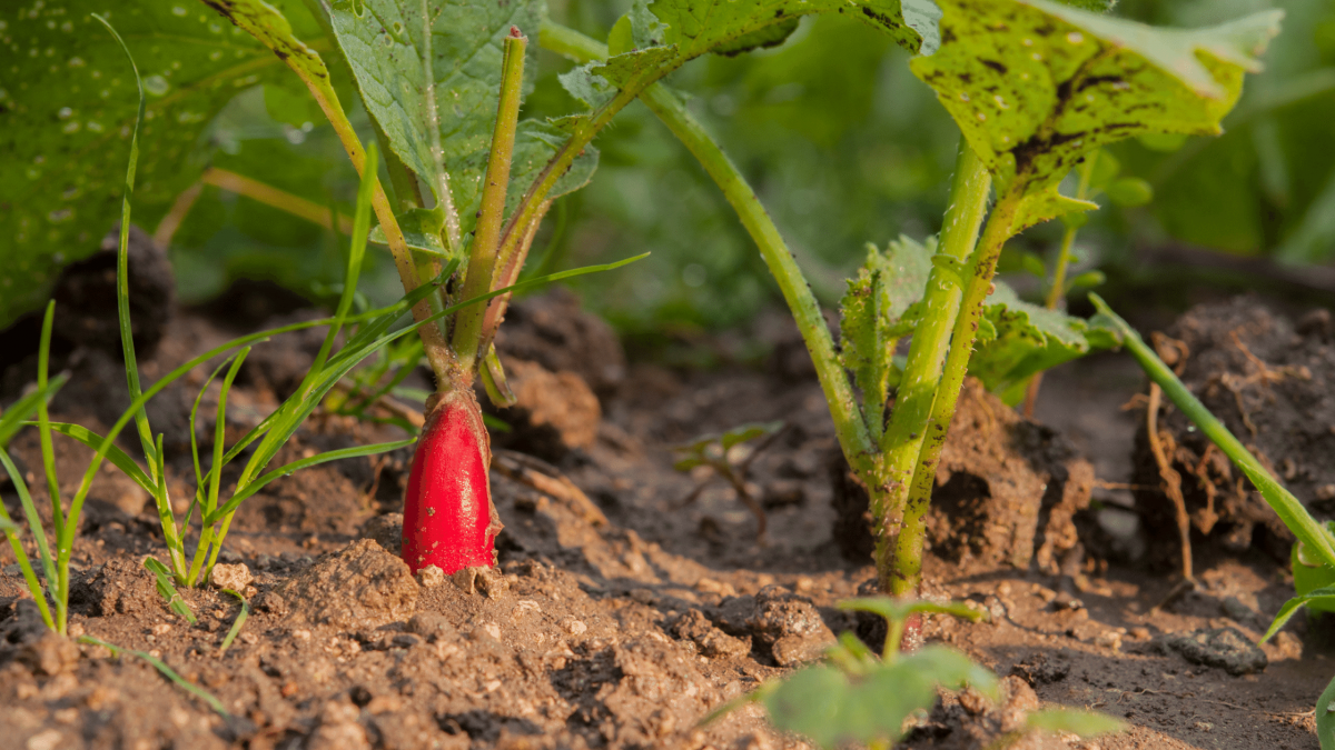 what grows with radish