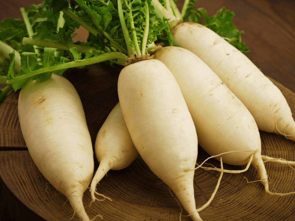 Rooting For Health All About White Radish Everything Radish